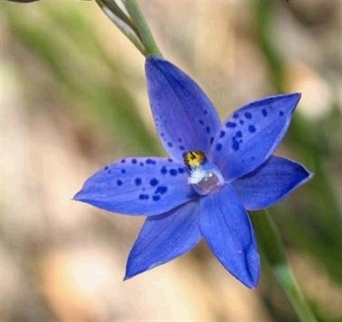 519B-3-Thelymitra-ixioides-fl-Cathy-Powers.jpg