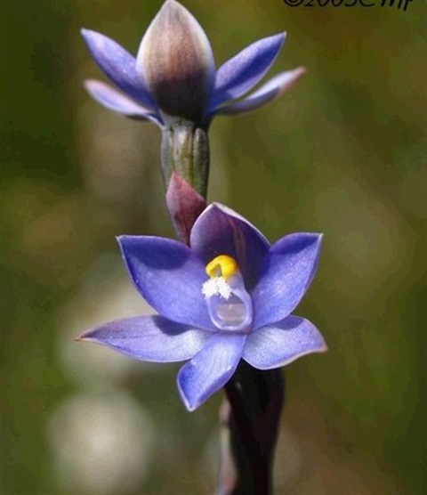 521B-2-Thelymitra-pauciflora-fl-Cathy-Powers.jpg