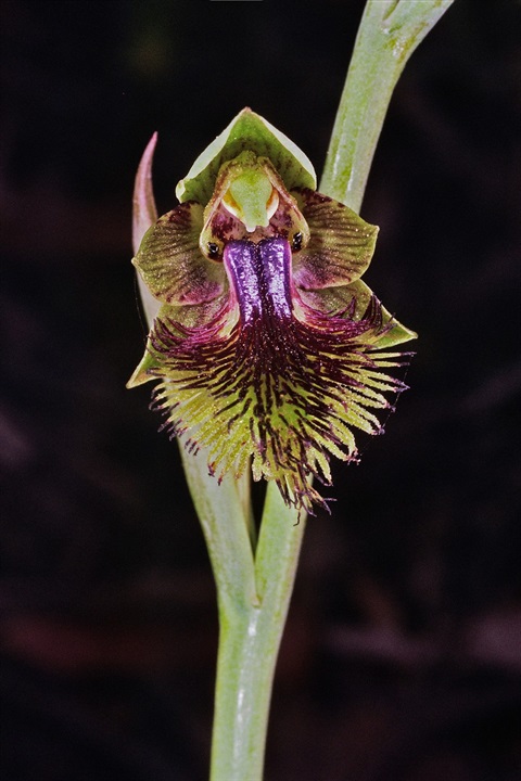 525B-2-Calochilus-campestris-fl-Peter-Kinchington.jpg