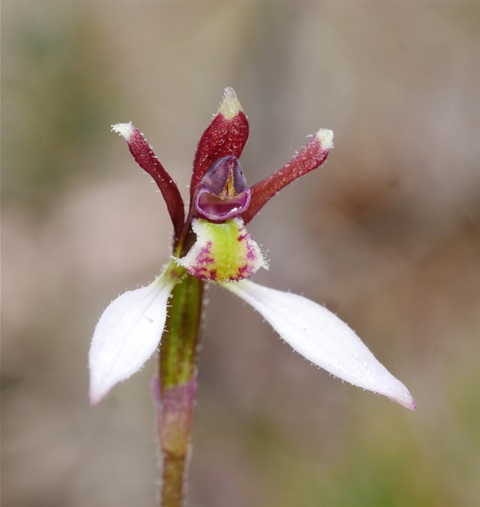 527B-2-Eriochilus-cucullatus-fl-Cathy-Powers.jpg