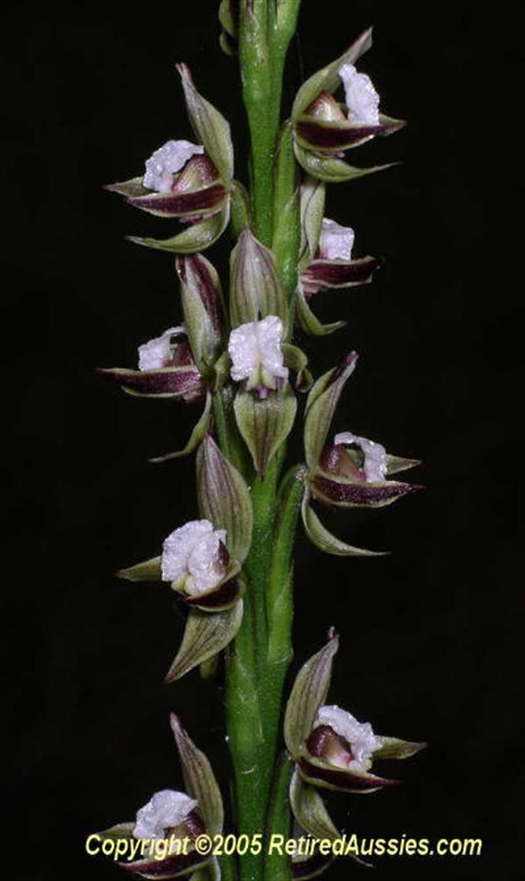 686B-2-Prasophyllum-australe-CM-Rowan.jpg