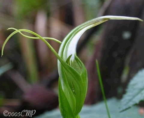 691B-3-Pterostylis-falcata-fl-Cathy-Powers.jpg