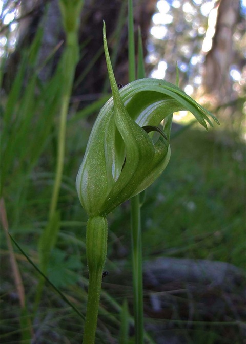 692B-2-Pterostylis-foliata-fl-Richard-Hartlands.jpg