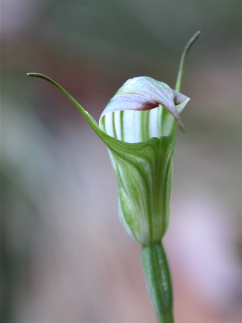 693B-2-Pterostylis-atrans-fl-Marilyn-Gray.jpg