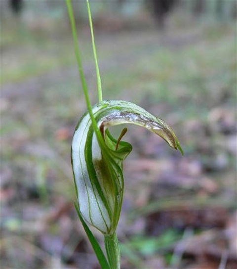 694B-3Pterostylis-grandiflora-fl-Rowans.jpg