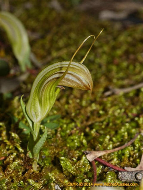 695B-1-Pterostylis-truncata-Colin-Rowan-hab.jpg