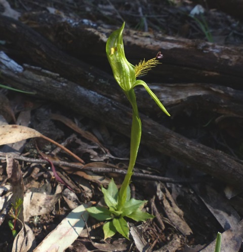 696B-1-Pterostylis-plumosa-hab-Neil-Blair.jpg