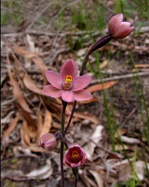 699B-1-Thelymitra-carnea-Richard-Hartlands.jpg