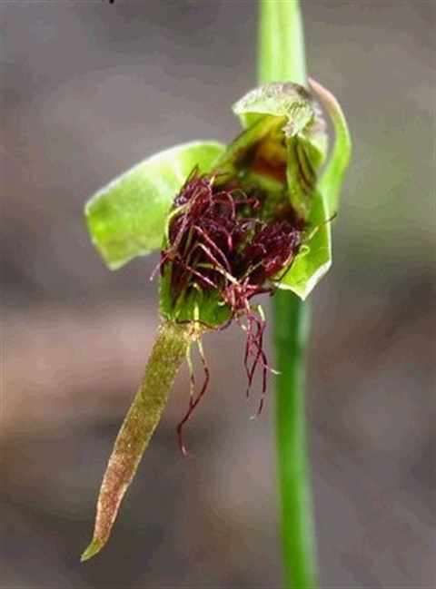 720B-3-Calochilus-paludosus-fl-Cathy-Powers.jpg