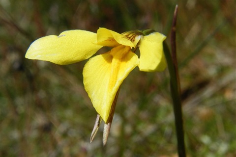 721B-2-Diuris-chryseopsis-fl-Geoff-Lay-RBG.jpg