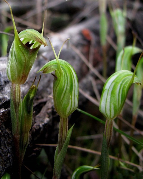 722B-1-Pterostylis-concinna-hab-Richard-Hartlands.jpg