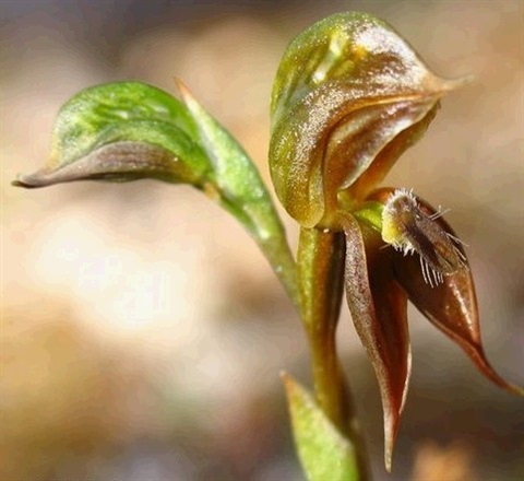 723B-2-Pterostylis-squamata-fl-Cathy-Powers.jpg