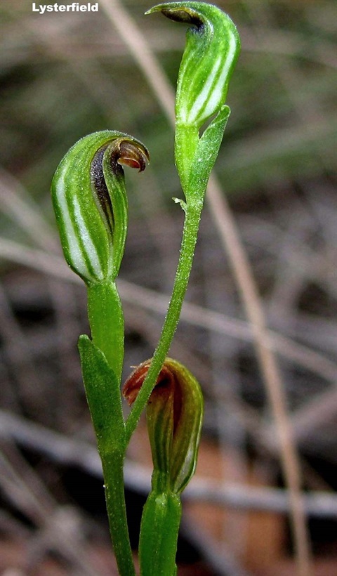 724B-1-Pterostylis-clivosa-fl-David-Hartlands.jpg