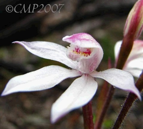 883B-2-Caladenia-alpina-fl-Cathy-Powers.jpg