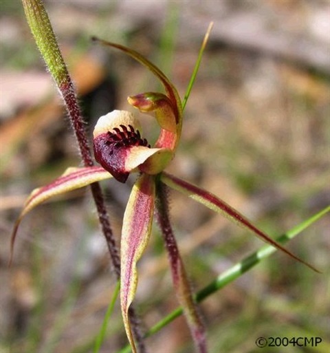 884B-2-Caladenia-clavigera-fl-Cathy-Powers.jpg