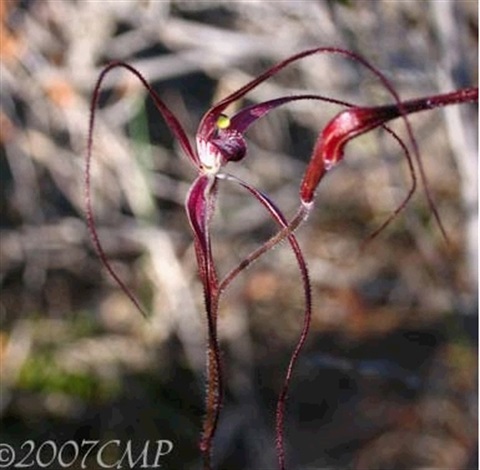 885B-1-Caladenia-filamentosa-hab-Cathy-Powers.jpg