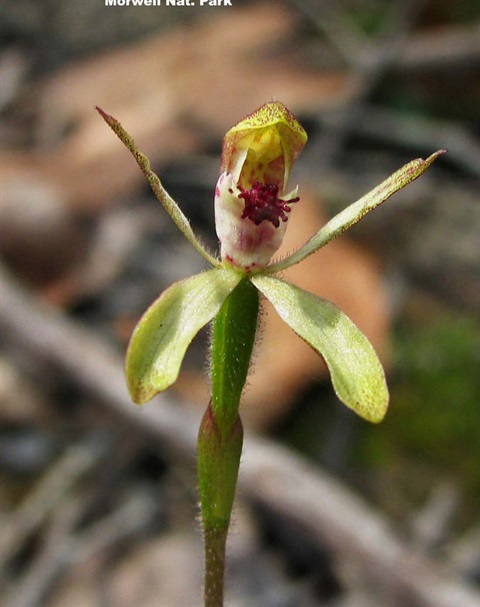 886B-1-Caladenia-transitoria-RH.jpg