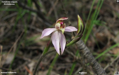 887B-2-Caladenia-vulgaris-RH.jpg