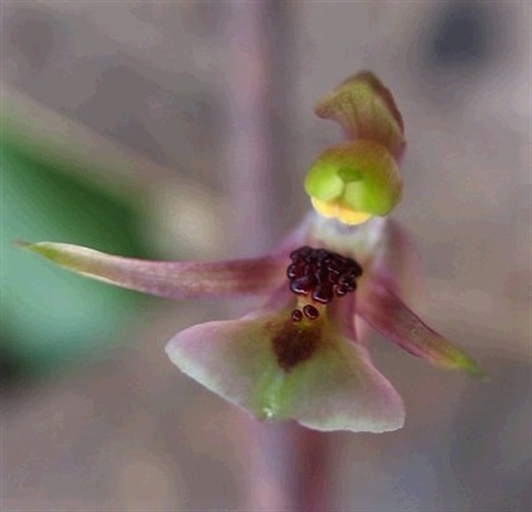 890B-3-Chiloglottis-trapeziformis-fl-Cathy-Powers.jpg