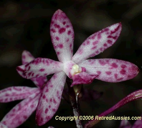 893B-3-Dipodium-punctatum-fl-Colin-Rowan.jpg