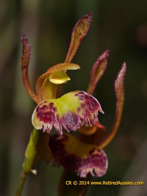 894B-3-Leporella-fimbriata-Colin-Rowan.jpg