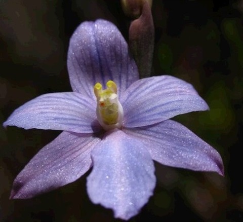 898B-2-Thelymitra-cyanea-fl-Cathy-Powers.jpg