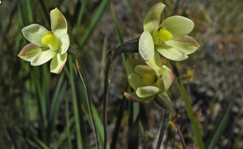 899B-3-Thelymitra-flexuosa-fl-Richard-Hartlands.jpg