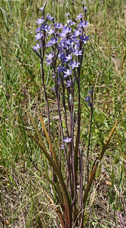 900B-1-Thelymitra-peniculata-hab-Ken-Harris.jpg