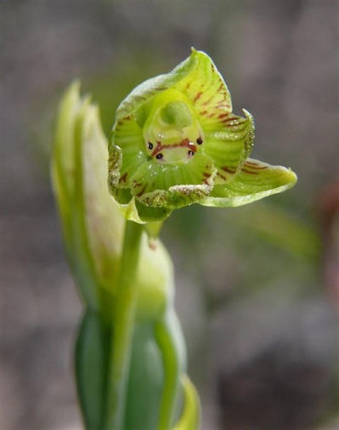 936B-3-Calochilus-imberbis-fl-Colin-Rowan.jpg