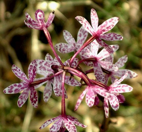 937B-1-Dipodium-campanulatum-Colin-Rowan.jpg