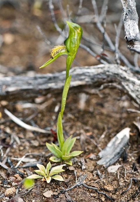 975B-1-Pterostylis-tasmanica-2-Peter-de-Lange-iNat-NZ.jpg