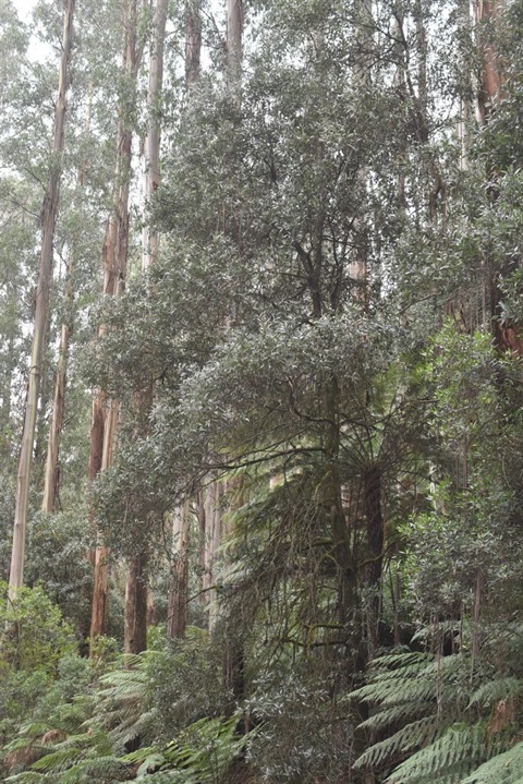 01 Alpine Ash Montane Damp Forest Andre Messina.jpg