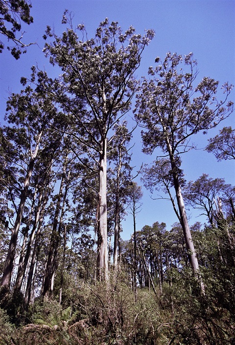 02-Shining-Gum-Montane-Wet-Forest-Peter-Kinchington.jpg