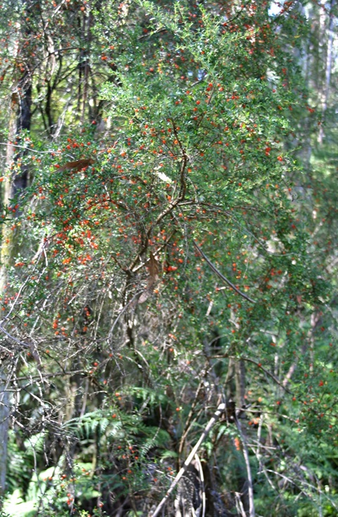 03-Narrow-leaf-Peppermint-Montane-Damp-Forest-Marilyn-Bull.jpg