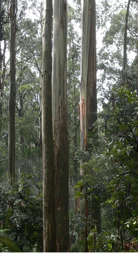 05-Mountain-Ash-Wet-Forest-Central-Highlands-Marty-White.jpg