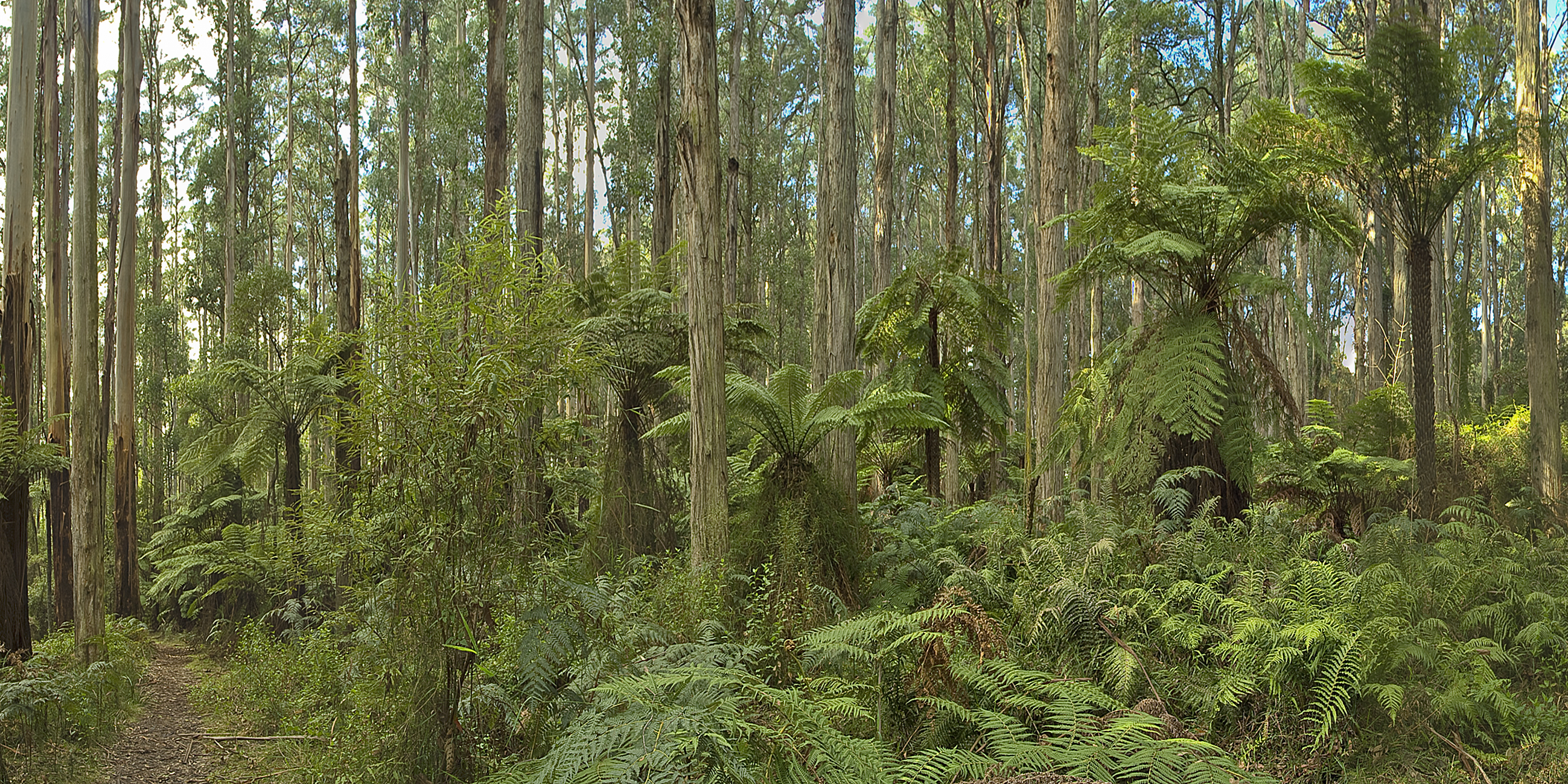 06-Mountain-Ash-Wet-Forest-Dandenongs-Peter-Kinchington.jpg