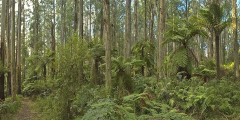 06-Mountain-Ash-Wet-Forest-Dandenongs-Peter-Kinchington.jpg