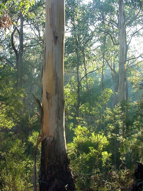 07-Mountain-Grey-Gum-Damp-Forest-Central-Highlands-SYR.jpg