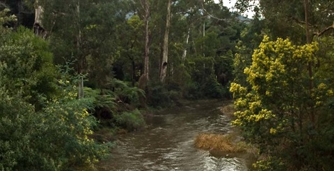 13-Manna-Gum-Riparian-Forest-Upper-Yarra-2.jpg