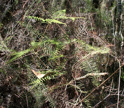 15-Scented-Paperbark-Riparian-Thicket-Marilyn-Bull.jpg