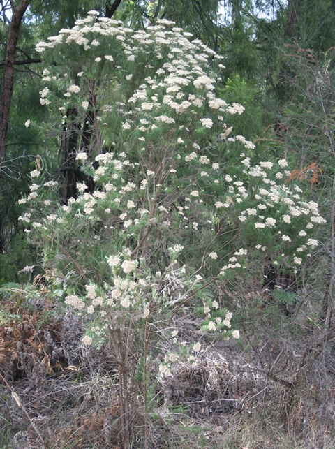 19-Long-leaf-Box-Herb-rich-Foorhill-Forest-Marilyn-Bull.jpg