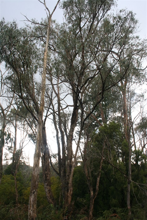 25-Long-leaf-Box-Grassy-Dry-Forest-Marilyn-Bull.jpg