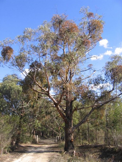 29-Green-Scentbark-Herb-rich-Foothill-Forest-David-Blair.jpg