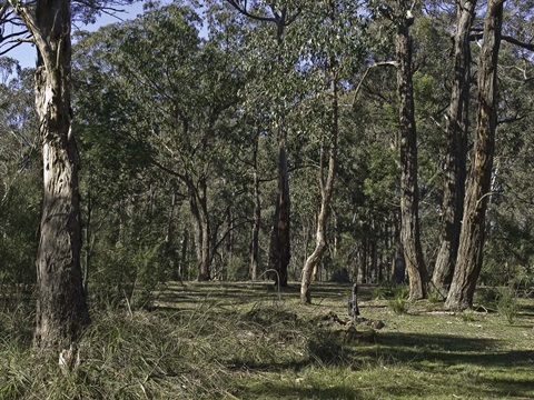 30-Swamp-Gum-Swampy-Riparian-Woodland-Peter-Kinchington-1.jpg