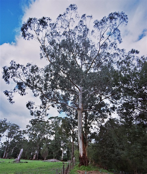 33-Mountain-Swamp-Gum-Swampy-Riparian-Community-Peter-Kinchington.jpg