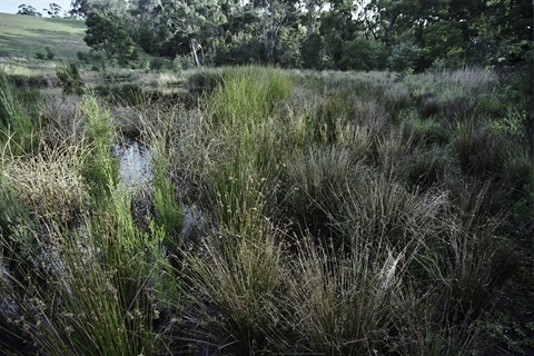 34-Manna-Gum-Floodplain-Riparian-Woodland-Peter-Kinchington.jpg