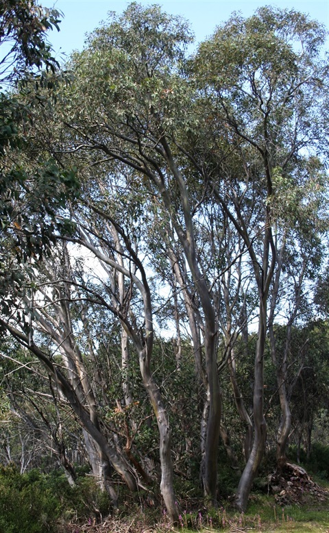 40-Snow-Gum-Grassy-Woodland-Marilyn-Bull.jpg