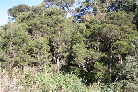 41-Swamp-Paperbark-Riparian-Thicket-Marilyn-Bull.jpg