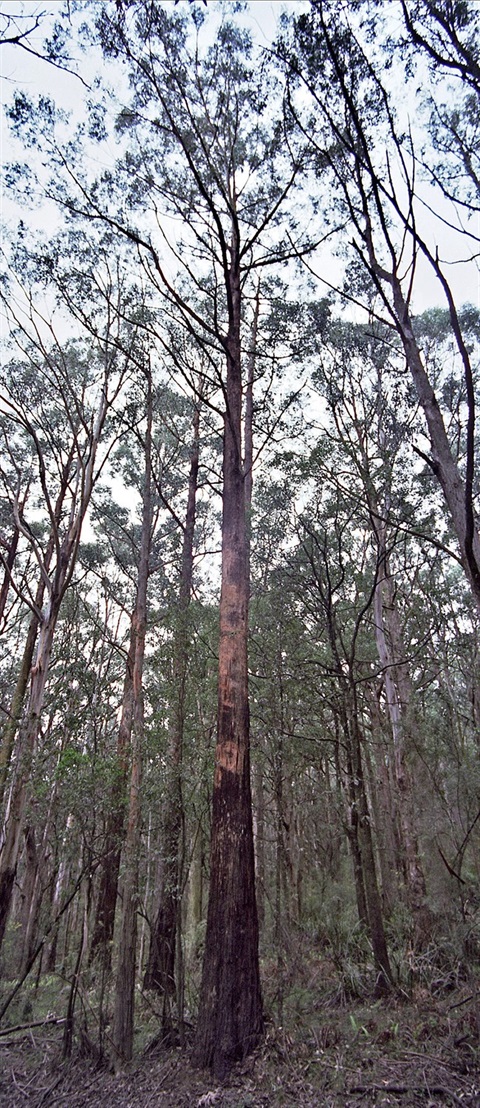 46-Silvertop-Ash-Heathy-Dry-Forest-Peter-Kinchington.jpg