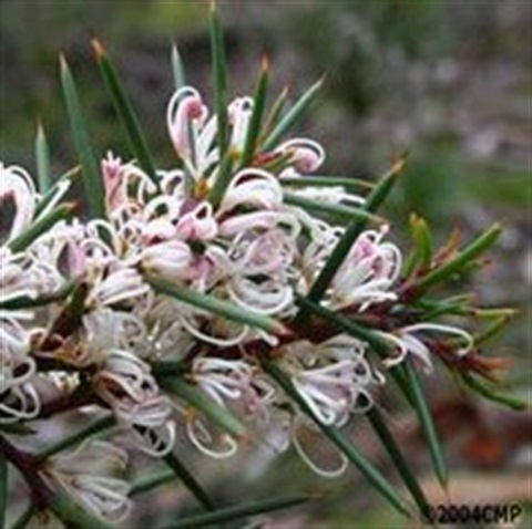 121B-2-Hakea-decurrens-ssp.-physocarpa-fl-Cathy-Powers.jpg